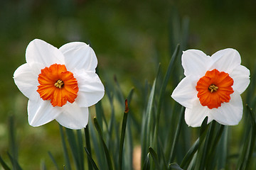 Image showing Daffodil (Narcissus)