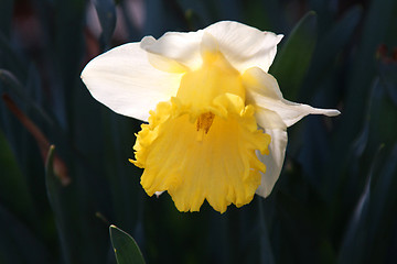 Image showing Daffodil (Narcissus)