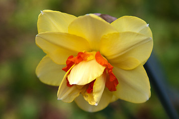 Image showing Daffodil (Narcissus)