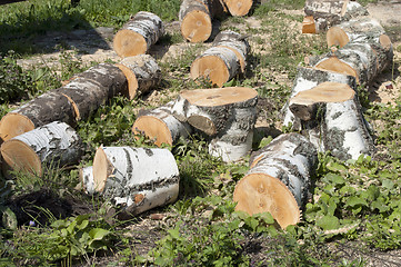 Image showing Birch firewood