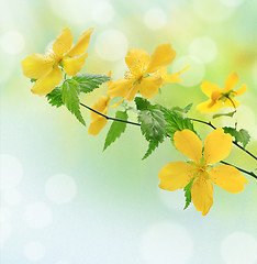 Image showing Yellow Flower