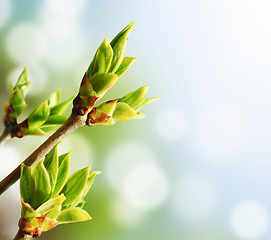 Image showing Green Bud