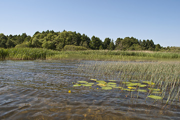 Image showing Shore of lake in summer time