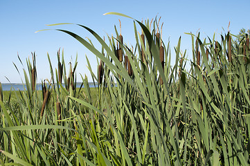 Image showing Cattail thickets