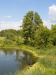 Image showing Small forest lake