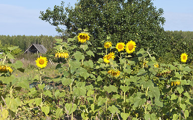 Image showing Blooming sunflowers