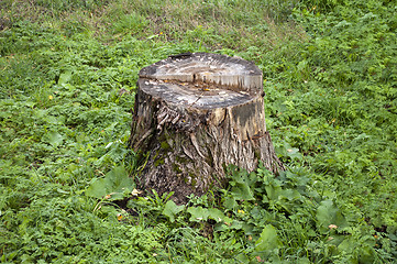 Image showing Old stump in grass