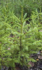 Image showing Small green spruce
