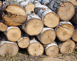 Image showing Pile of birch firewood