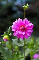 Image showing Pink dahlia