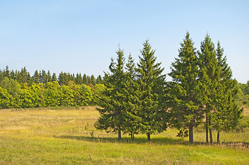 Image showing Firs in the meadow