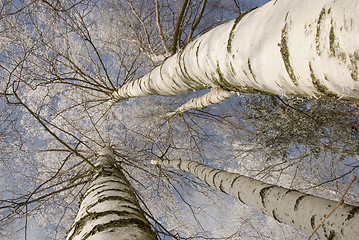 Image showing background of frosty birch tree trunk branch 