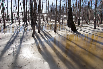 Image showing backdrop spring birch tree trunk shadow melt snow 