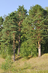 Image showing Pine trees on the hill