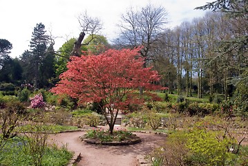 Image showing Red Maple Bush