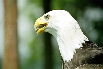 Image showing Bald Eagle