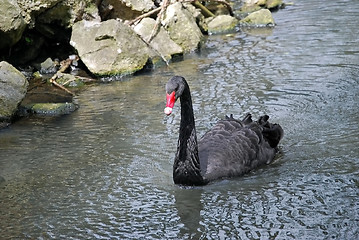 Image showing Black Swan