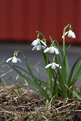 Image showing snowdrops