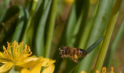 Image showing flying bee