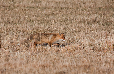 Image showing fox