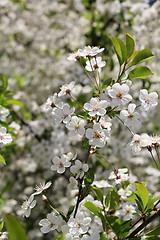 Image showing flowering cherry