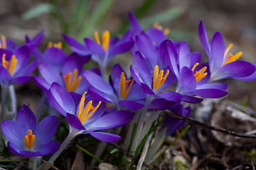 Image showing purple crocus