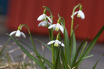 Image showing snowdrops