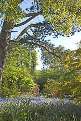 Image showing Bluebell Woodland with Tulips