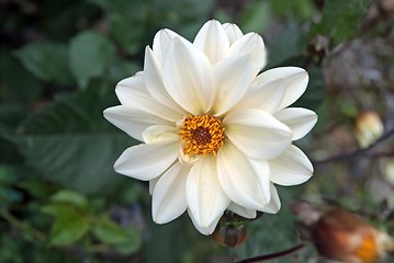 Image showing White Dahlia