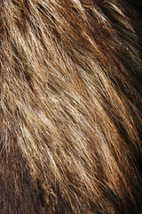 Image showing Fur background