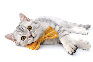 Image showing silver tabby Scottish cat with golden bow tie