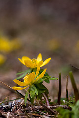 Image showing winter aconite