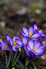 Image showing blue crocus