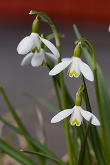 Image showing snowdrops