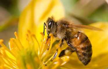 Image showing pollinating bee