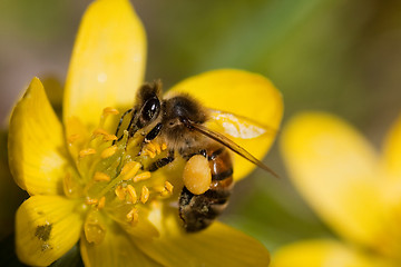 Image showing bee pollinating winter aconite