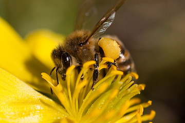 Image showing bee in winter aconite