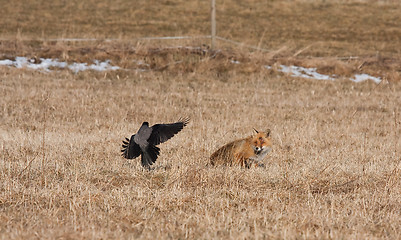 Image showing fox and crow