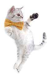 Image showing cute silver tabby Scottish cat with bow playing