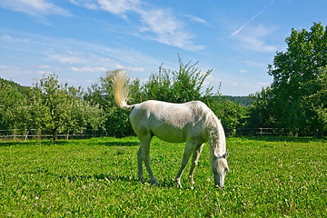 Image showing Arabian Horse