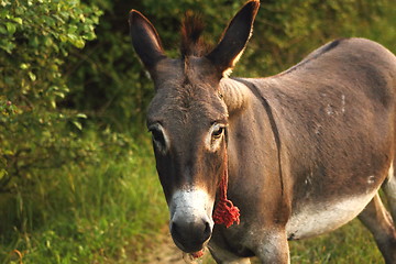 Image showing donkey with red rope