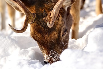 Image showing fallow deer searching for food