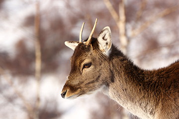 Image showing growing trophy