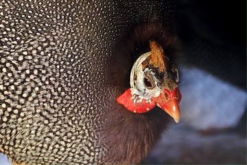 Image showing guinea fowl