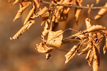 Image showing leaf on a tree