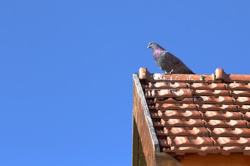 Image showing male pigeon in top of the roof