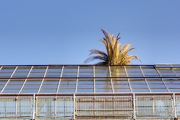 Image showing palm tree escaping 