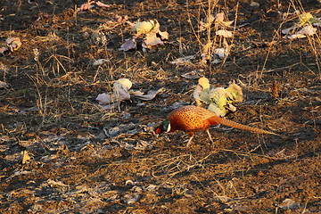 Image showing pheasant cock