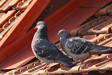 Image showing tender pigeons