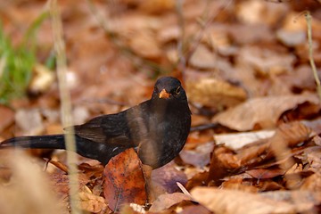 Image showing turdus merula